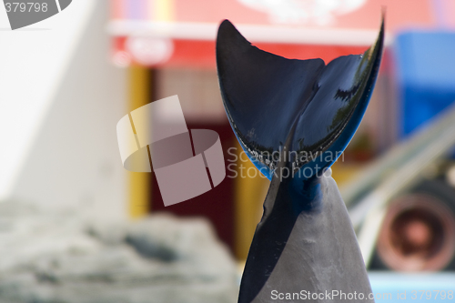 Image of Dolfin Tail