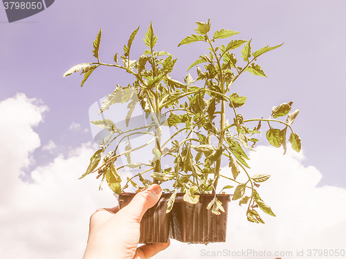 Image of Retro looking Plug tomato plant