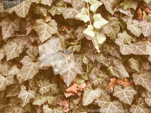 Image of Retro looking Ivy picture