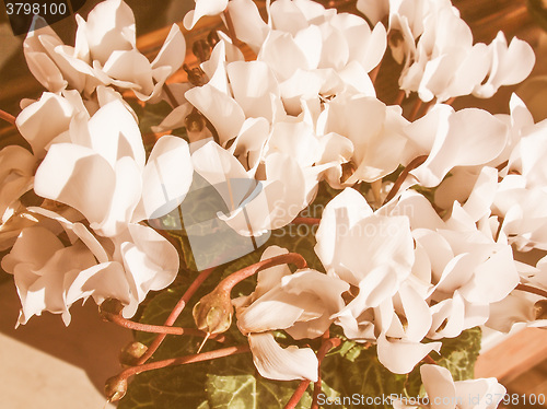 Image of Retro looking Cyclamen