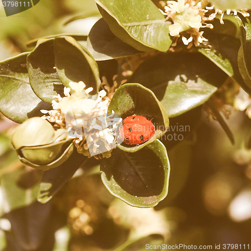 Image of Retro looking Beetle