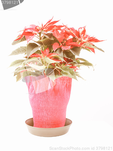 Image of Retro looking Poinsettia