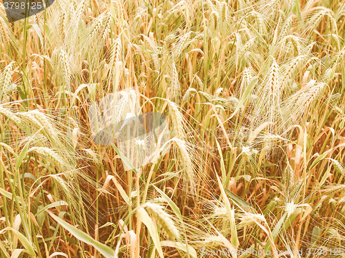 Image of Retro looking Barleycorn field