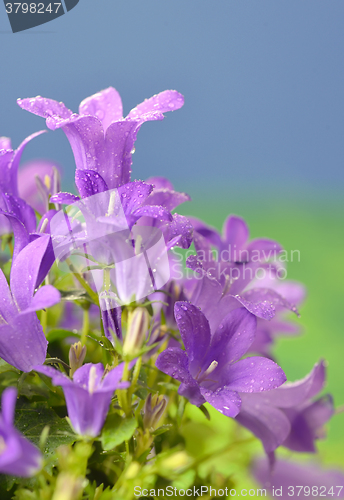 Image of Spring flower bush Dalmatian bellflower