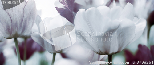 Image of toned tulips concept