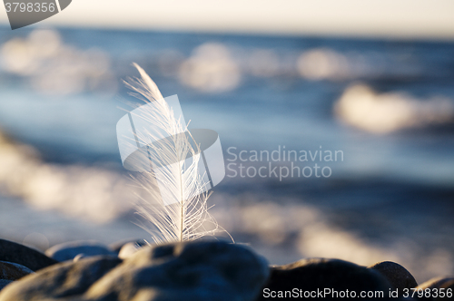 Image of Seagull feather stuck in a rock at the seaside