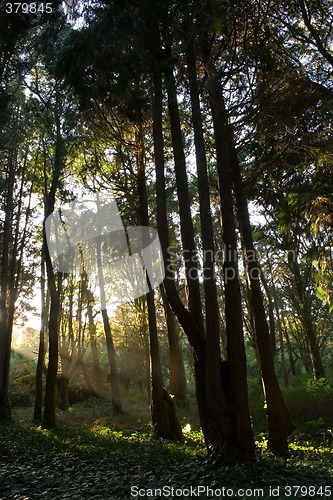 Image of Light in the Forest