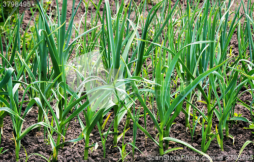 Image of Plant garlic in the garden.