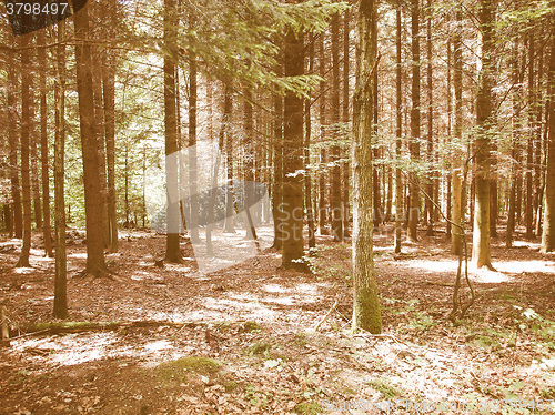 Image of Retro looking Forest of trees
