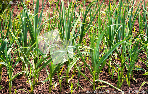 Image of Plant garlic in the garden.