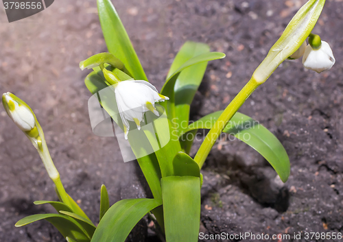 Image of Snowdrops - the first spring flowers.