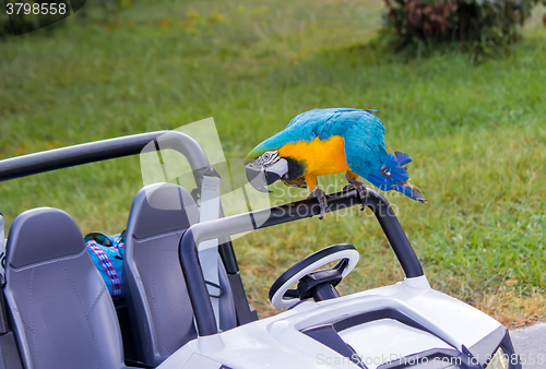 Image of Parrot and baby the car on the lawn.