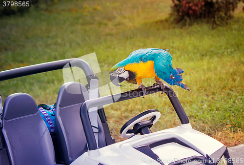 Image of Parrot and baby the car on the lawn.