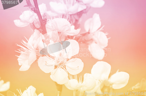 Image of Branch of a blossoming apricot tree.