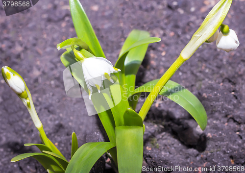 Image of Snowdrops - the first spring flowers.