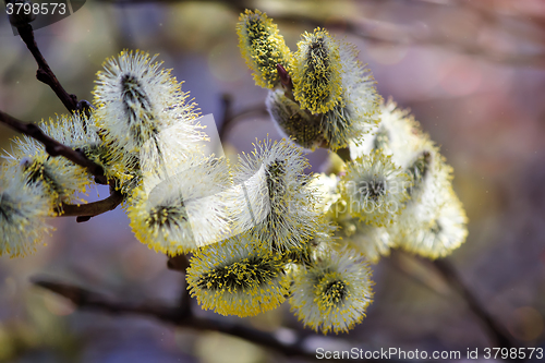 Image of Blossoming branches of a willow.