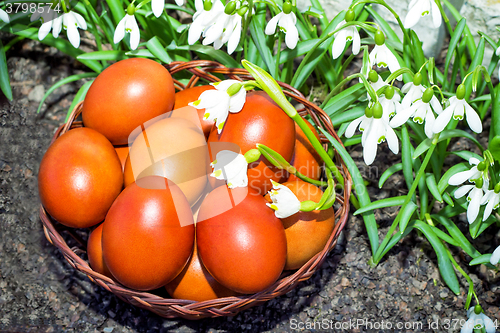 Image of Easter eggs in a wicker basket and snowdrops.