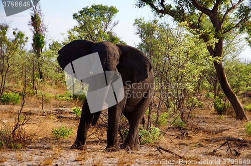 Image of Elefant, Zentralafrika