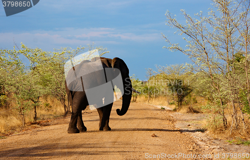 Image of Elefant, Zentralafrika