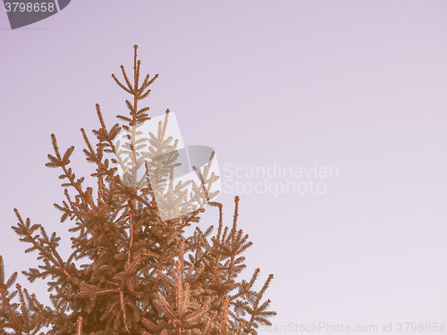 Image of Retro looking Pine tree