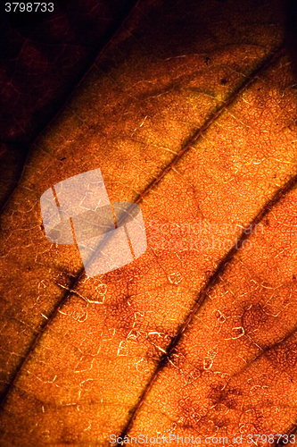 Image of background  close up abstract of a  yellow red