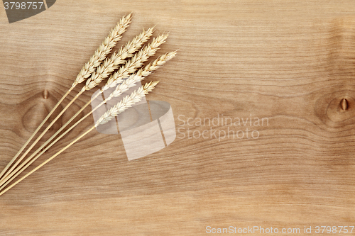 Image of Wheat on Sycamore