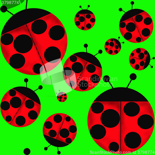 Image of ladybugs