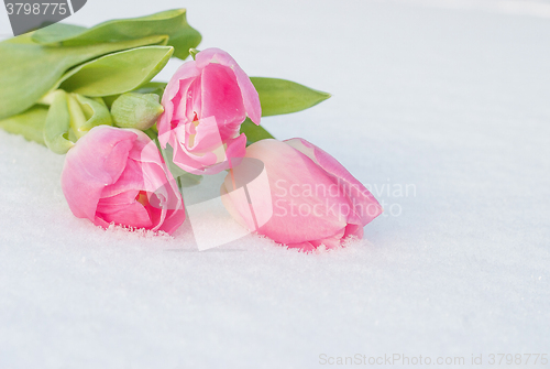 Image of Spring card with tulips in the snow