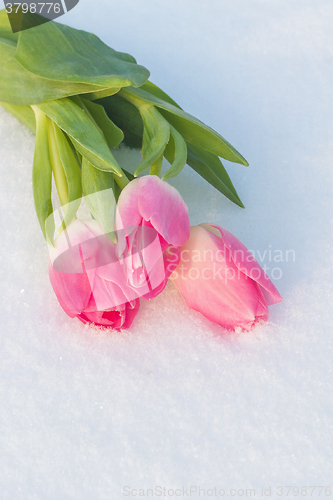 Image of Spring card with tulips in the snow