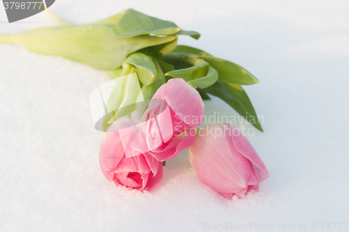 Image of Spring card with tulips in the snow