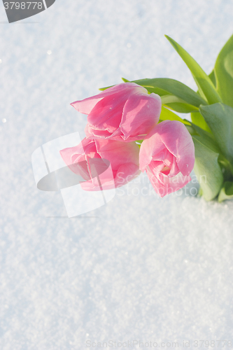 Image of Spring card with tulips in the snow