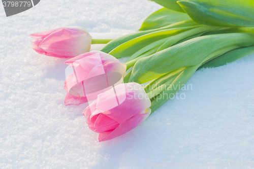 Image of Spring card with tulips in the snow