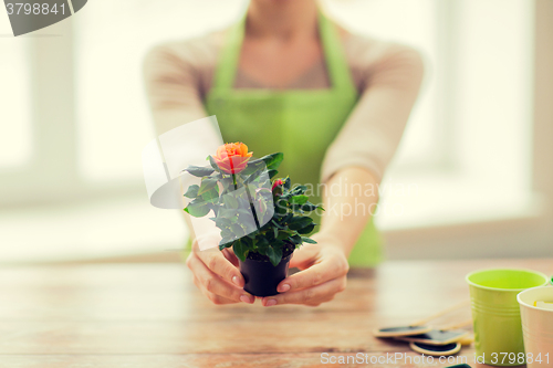 Image of close up of woman hands holding roses bush in pot