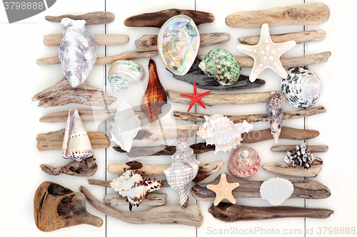 Image of Shell and Driftwood Beauty