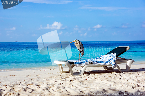 Image of Grey Heron on a sun lounger