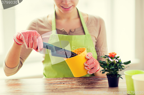 Image of close up of woman hands planting roses in pot