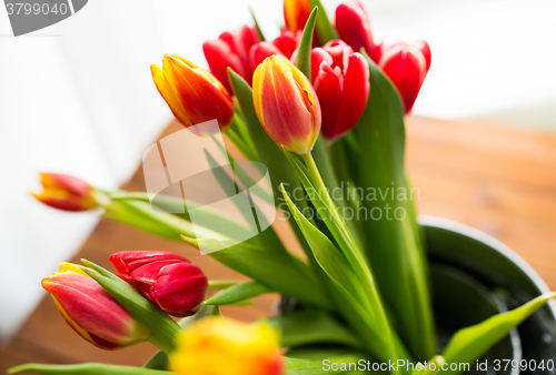 Image of close up of tulip flowers