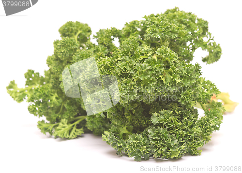 Image of fresh green parsley