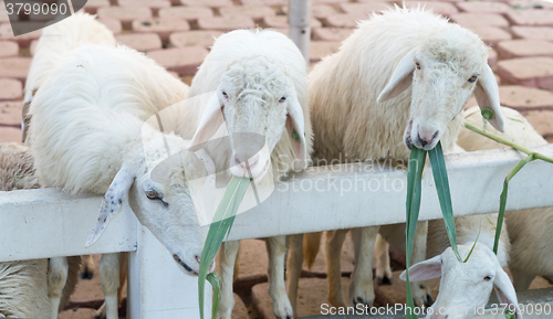 Image of sheep in farm