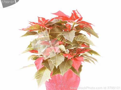 Image of Retro looking Poinsettia