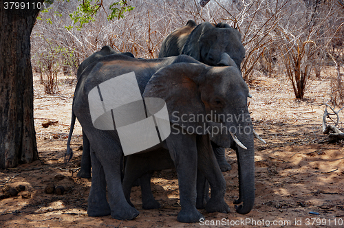 Image of Elefant, Zentralafrika