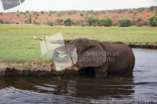 Image of Elefant, Zentralafrika