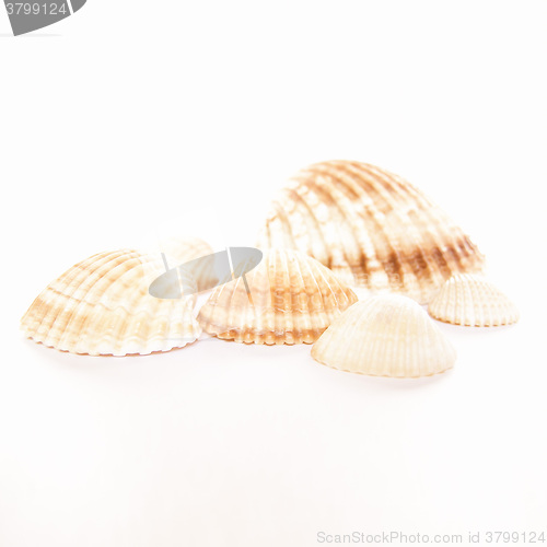 Image of  Shell picture vintage