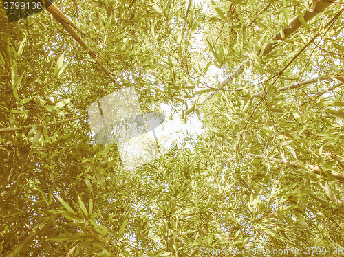 Image of Retro looking Bamboo plants