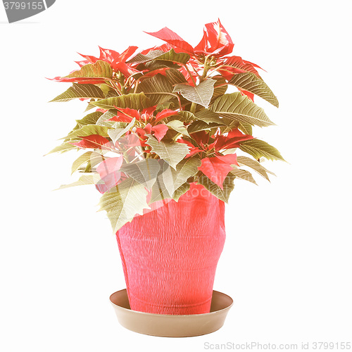 Image of Retro looking Poinsettia