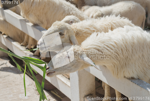 Image of sheep in farm