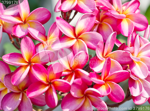 Image of frangipani flowers