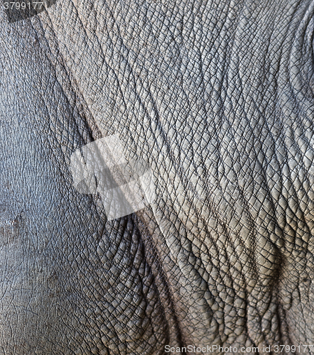 Image of rhino skin background