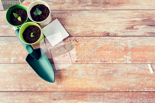 Image of close up of seedlings, trowel and seeds