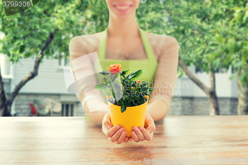 Image of close up of woman hands holding roses bush in pot